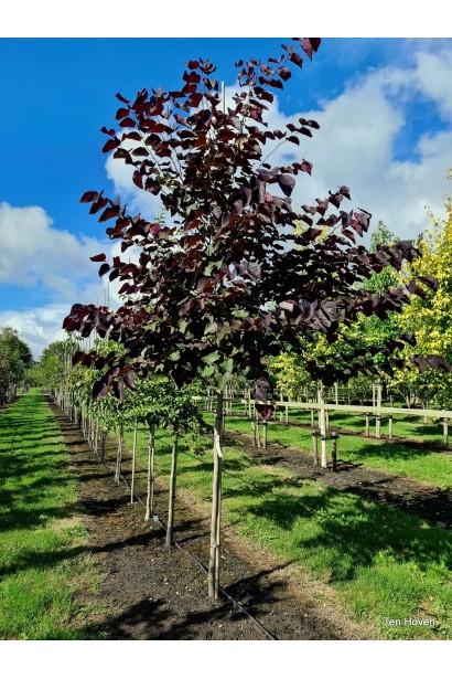 Церцис Форест Пансі – саджанець в садовому центрі